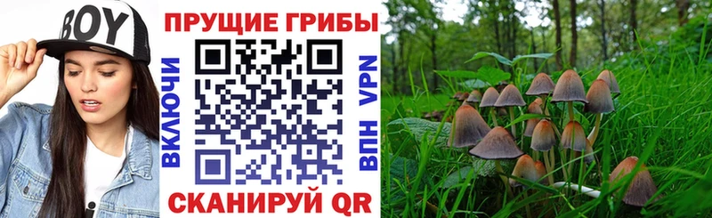 купить   Сегежа  Псилоцибиновые грибы Cubensis 